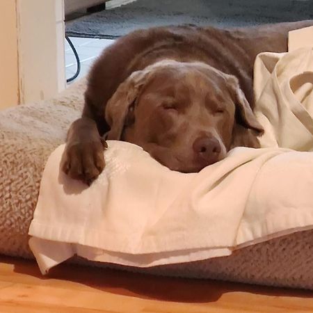Bed & Breakfast Bonn 24 Mai Bis14 Juni Mit Hund In Der Wohnung المظهر الخارجي الصورة