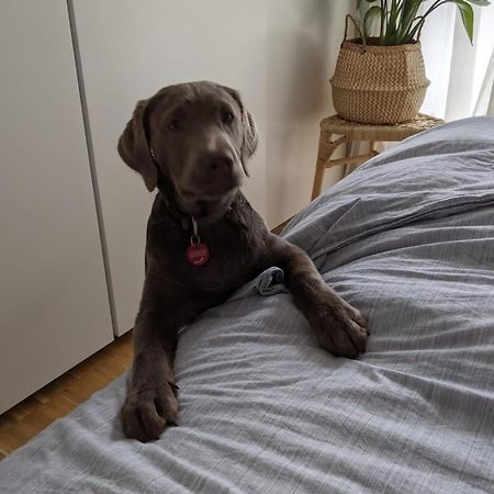 Bed & Breakfast Bonn 24 Mai Bis14 Juni Mit Hund In Der Wohnung المظهر الخارجي الصورة