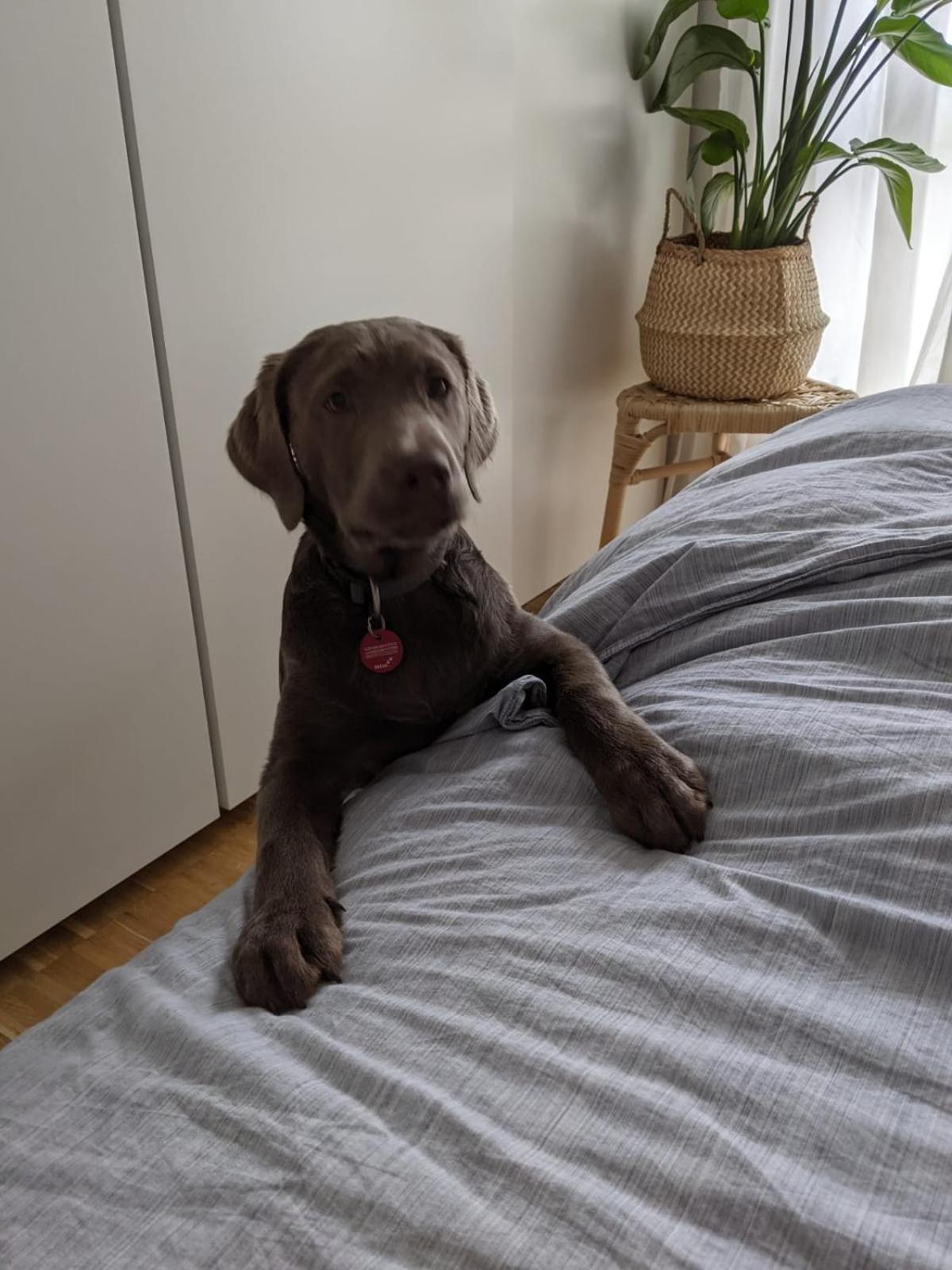 Bed & Breakfast Bonn 24 Mai Bis14 Juni Mit Hund In Der Wohnung المظهر الخارجي الصورة